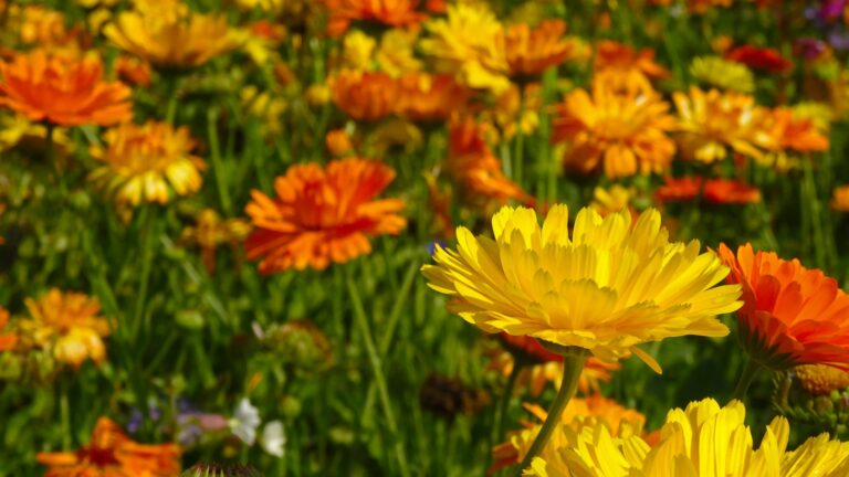 marigolds